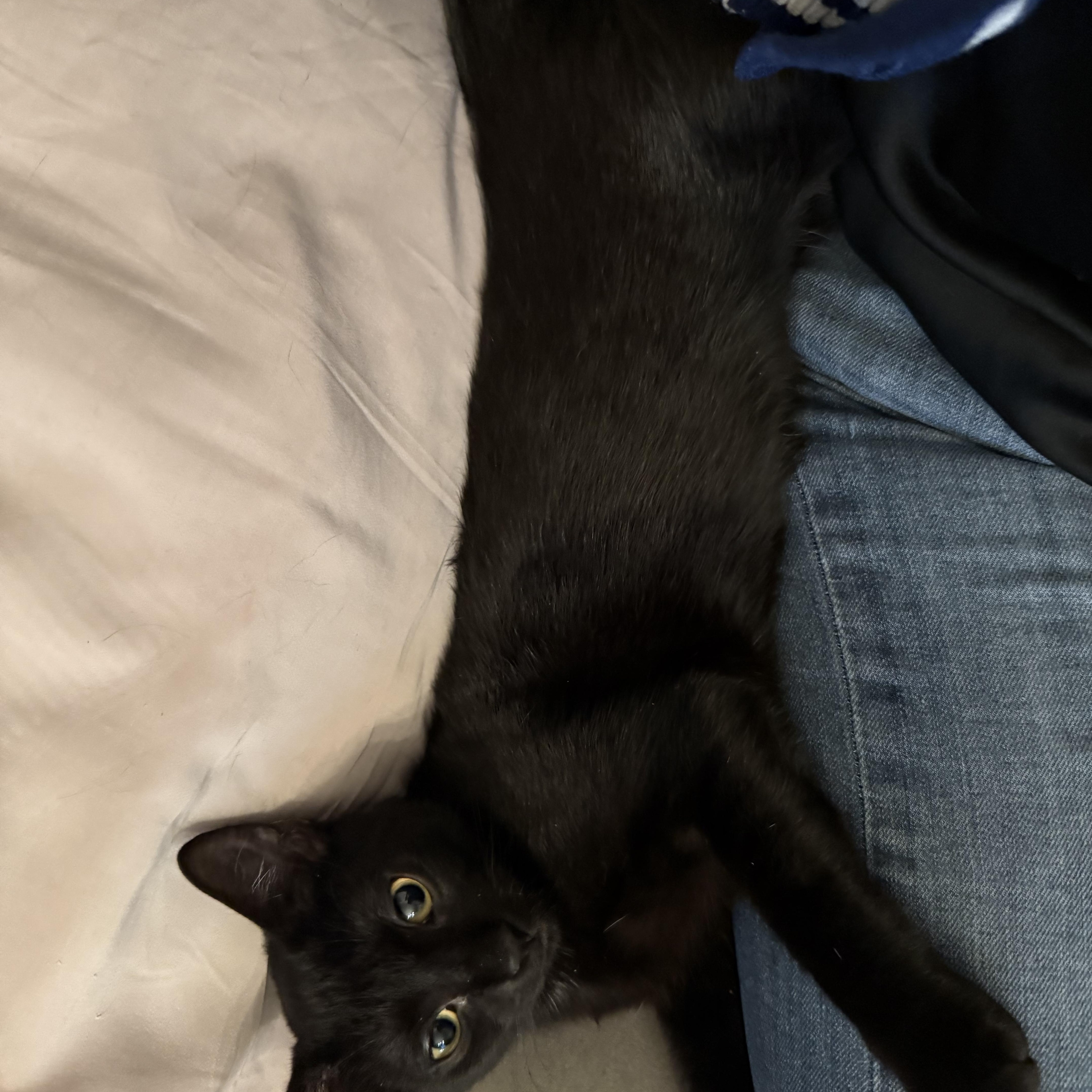 Sam & Pippin - Bonded Pair