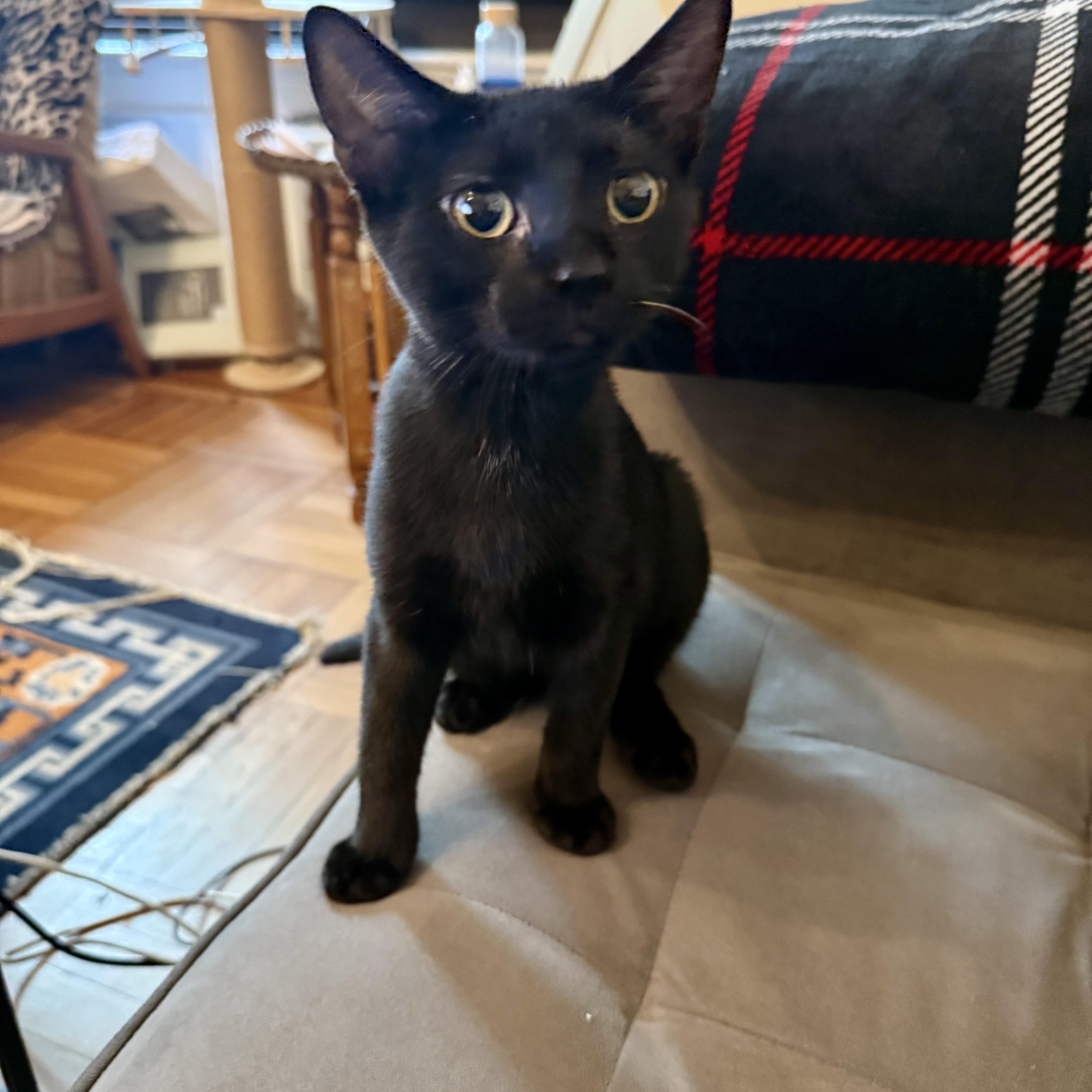 Sam & Pippin - Bonded Pair