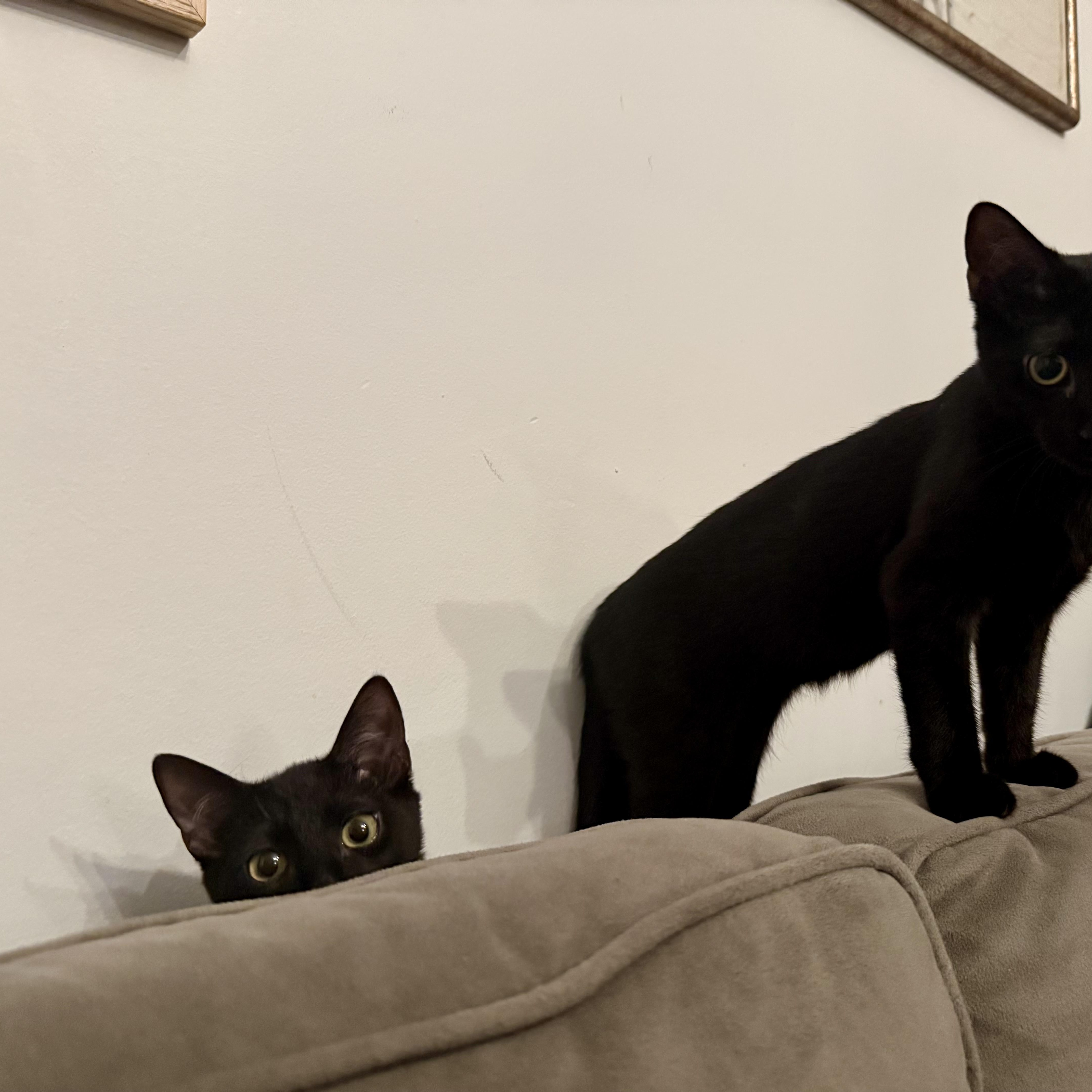 Sam & Pippin - Bonded Pair