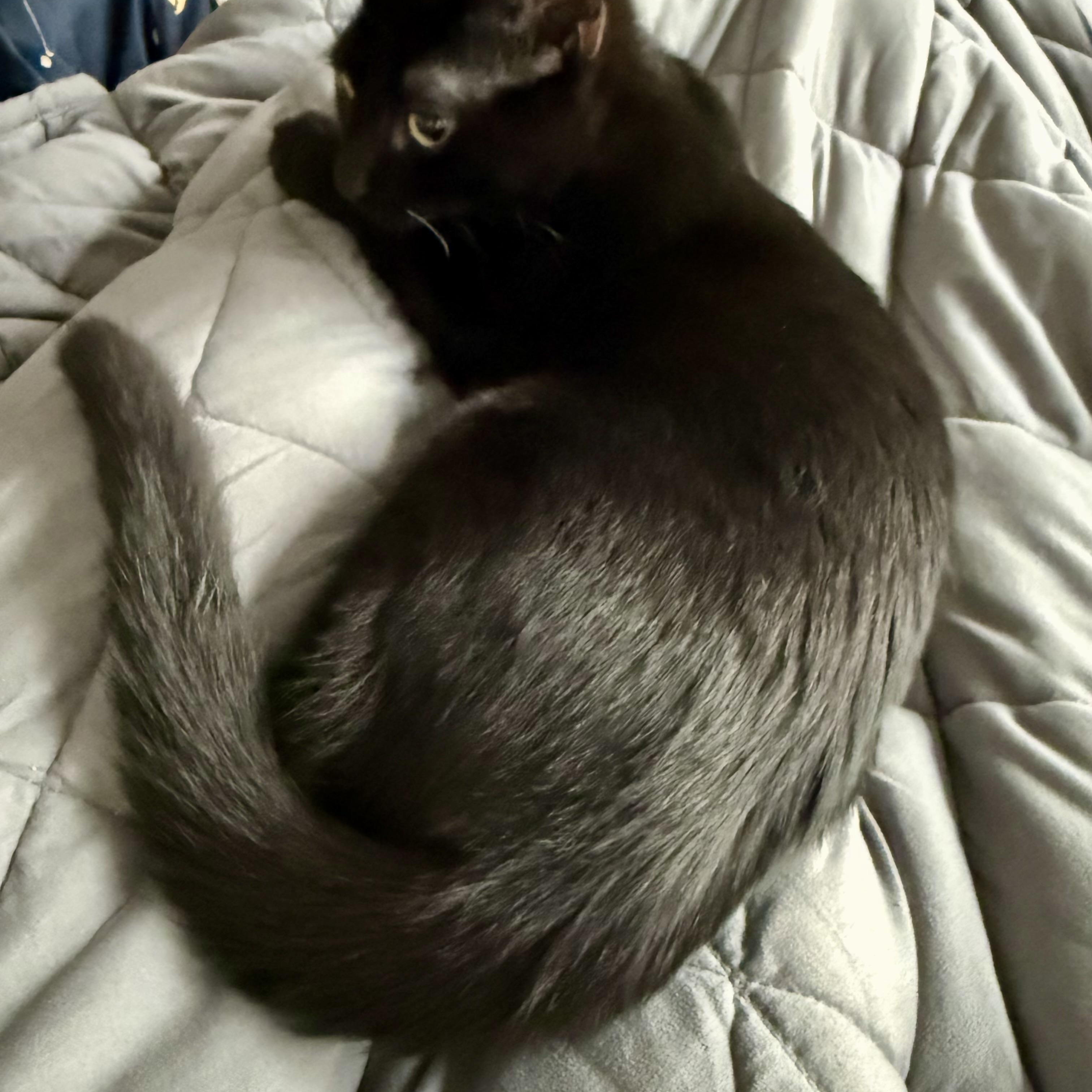 Sam & Pippin - Bonded Pair