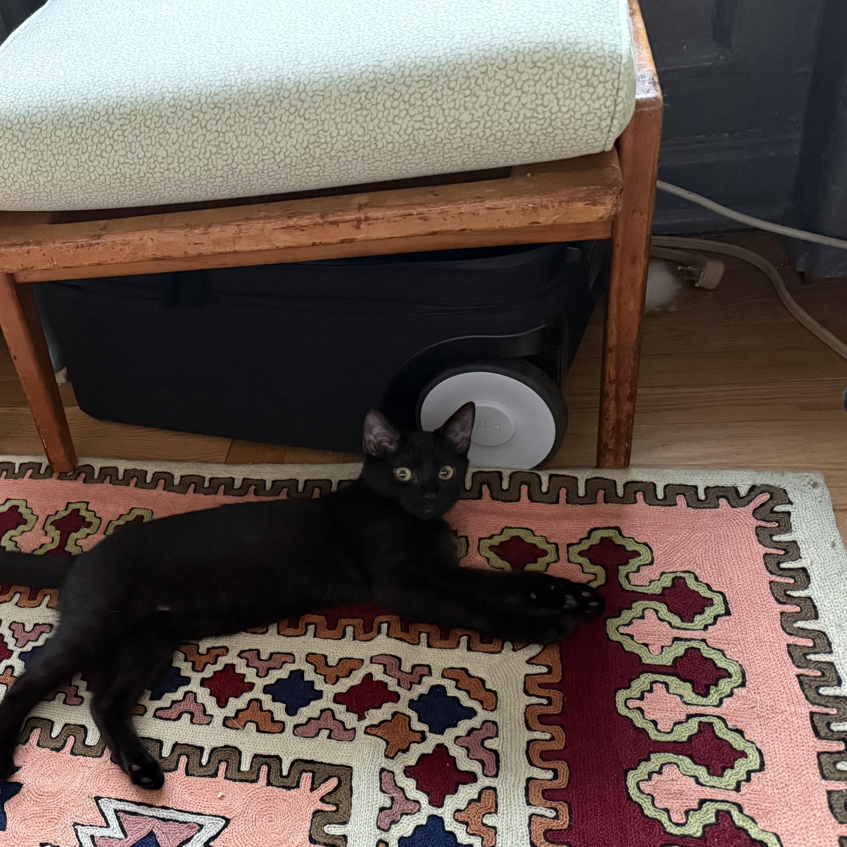 Sam & Pippin - Bonded Pair