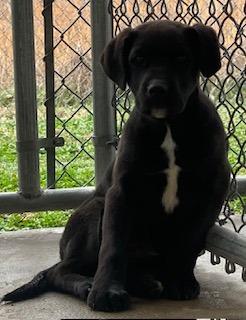 Echo, Adoptable, Puppy Male Labrador Retriever.