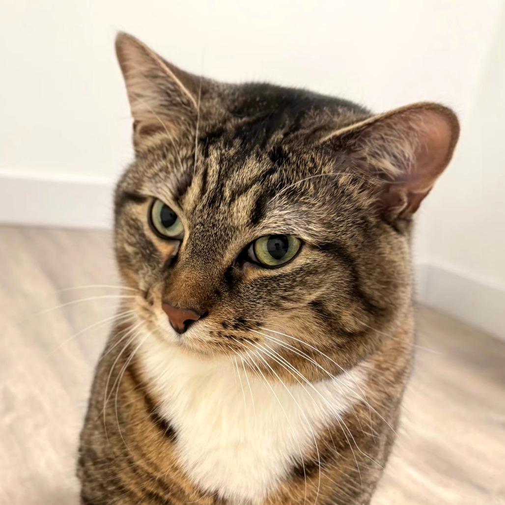 Daisy (aka Luna) — thumbnail 2