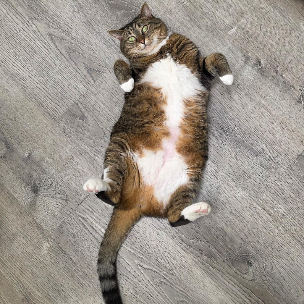 Daisy (aka Luna) — thumbnail 3