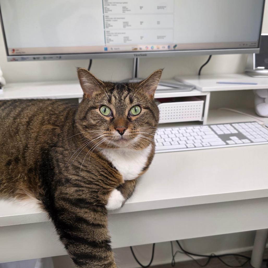 Daisy (aka Luna) — thumbnail 4