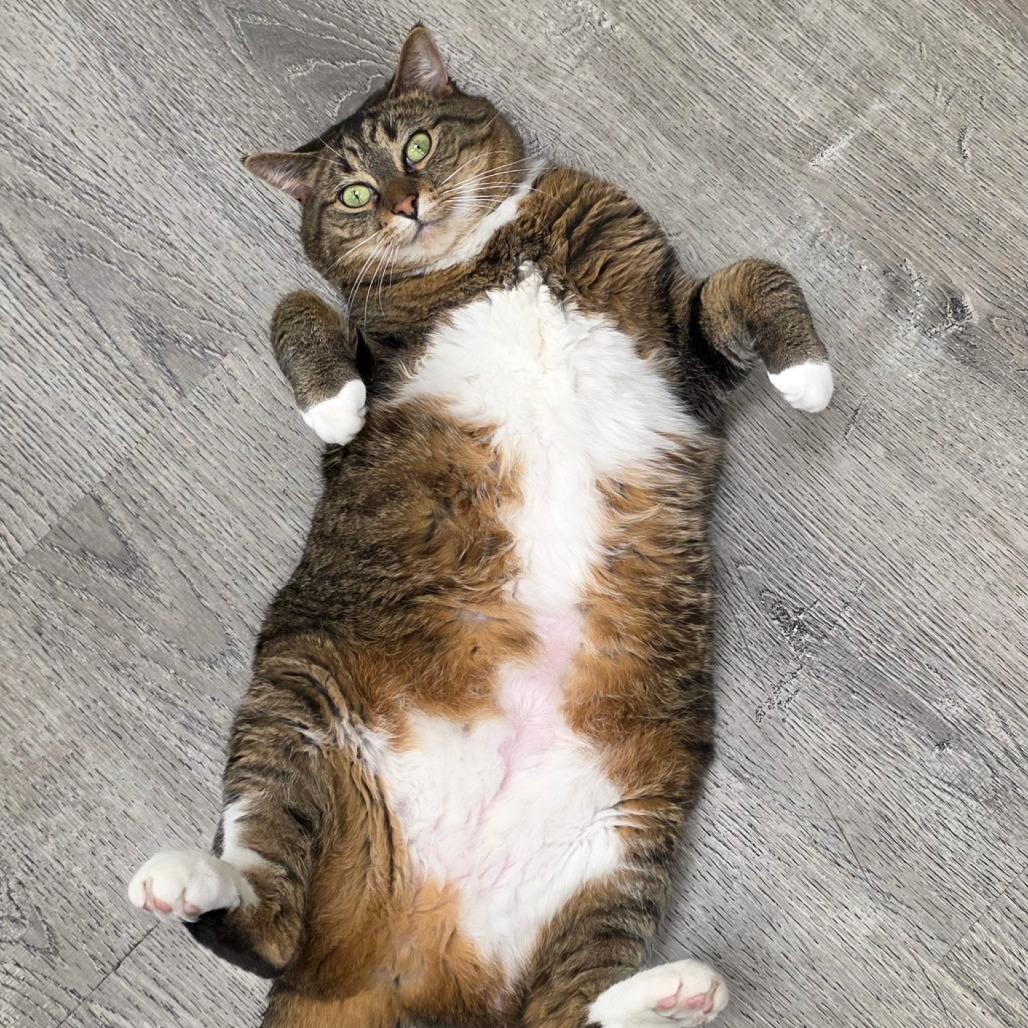 Daisy (aka Luna) — thumbnail 5