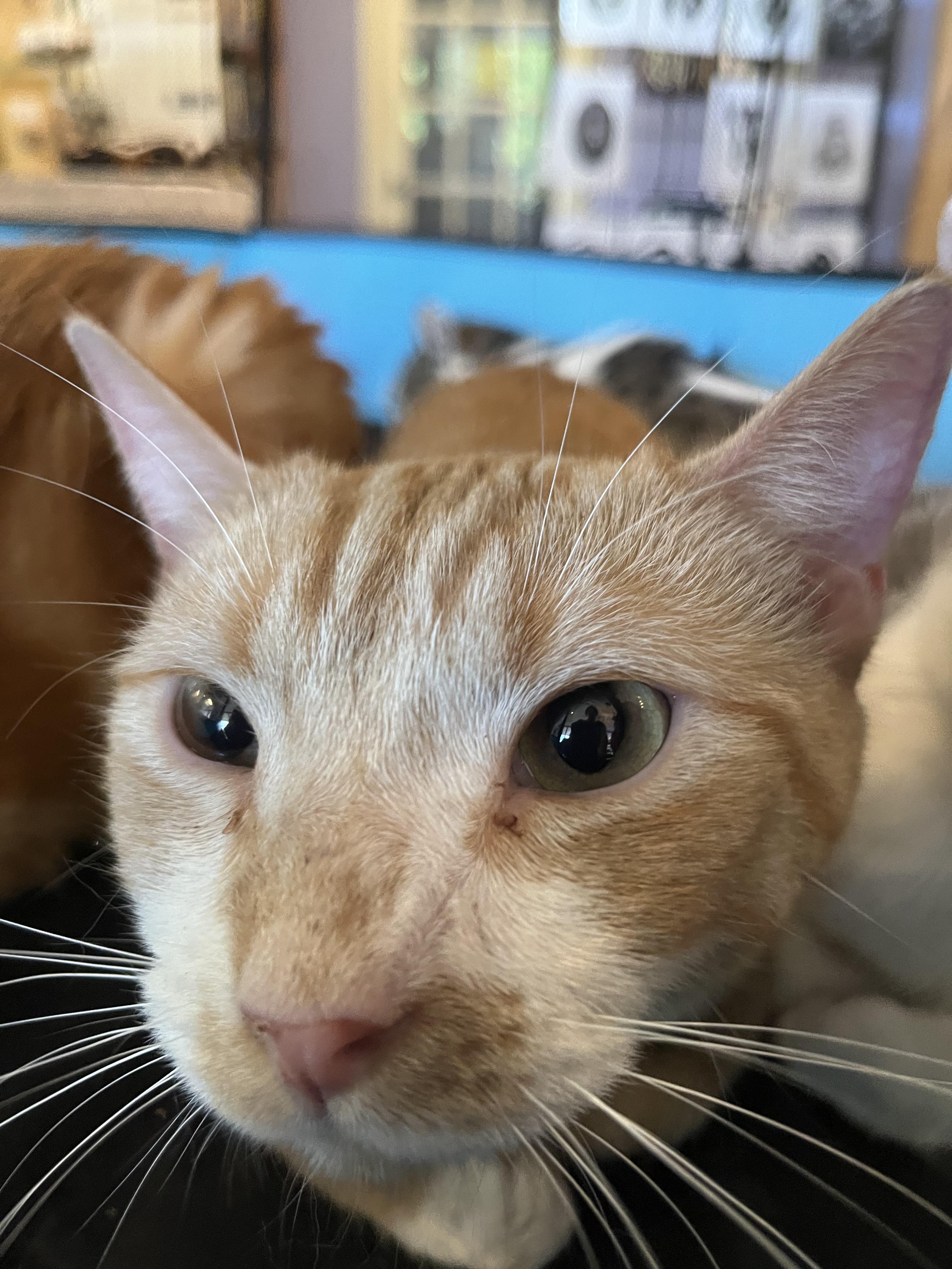 Louie