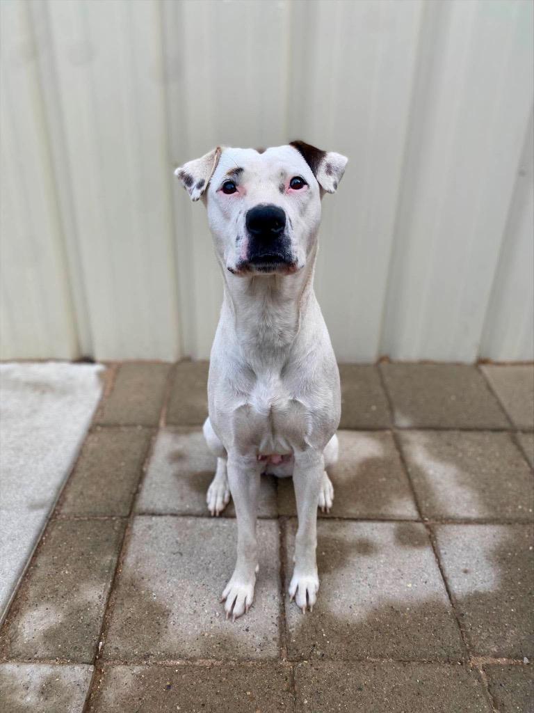 Angelina, Adoptable, Young Female Mixed Breed.