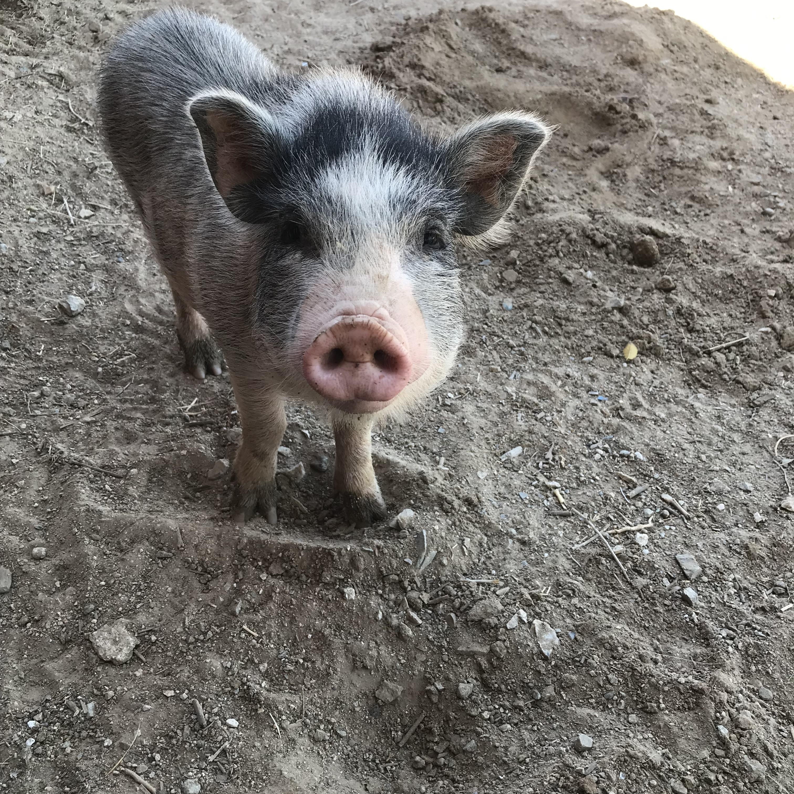 Enlarge Timmy, a Adoptable Pig in Helendale, CA image 1/2