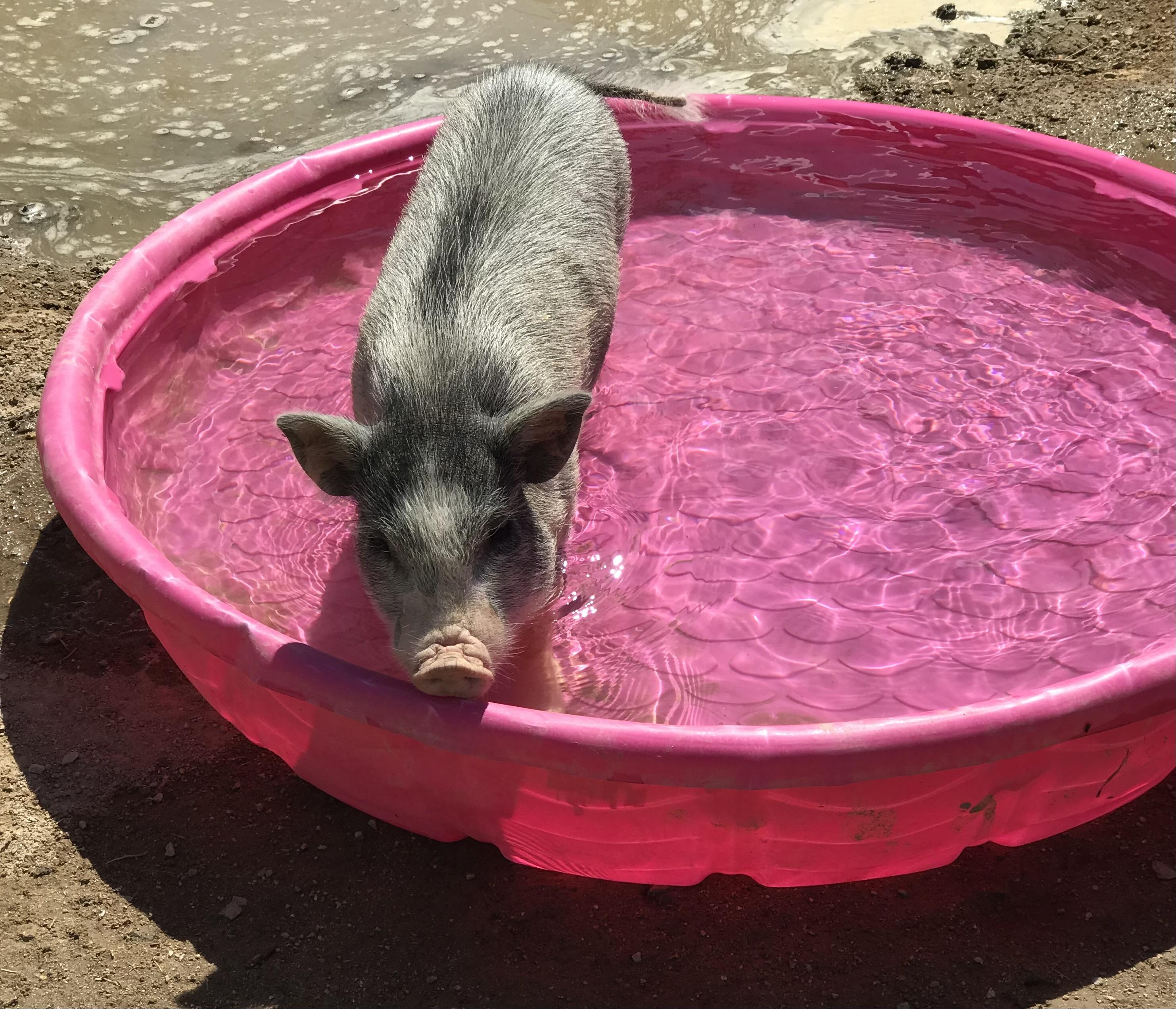 Enlarge Timmy, a Adoptable Pig in Helendale, CA image 2/2