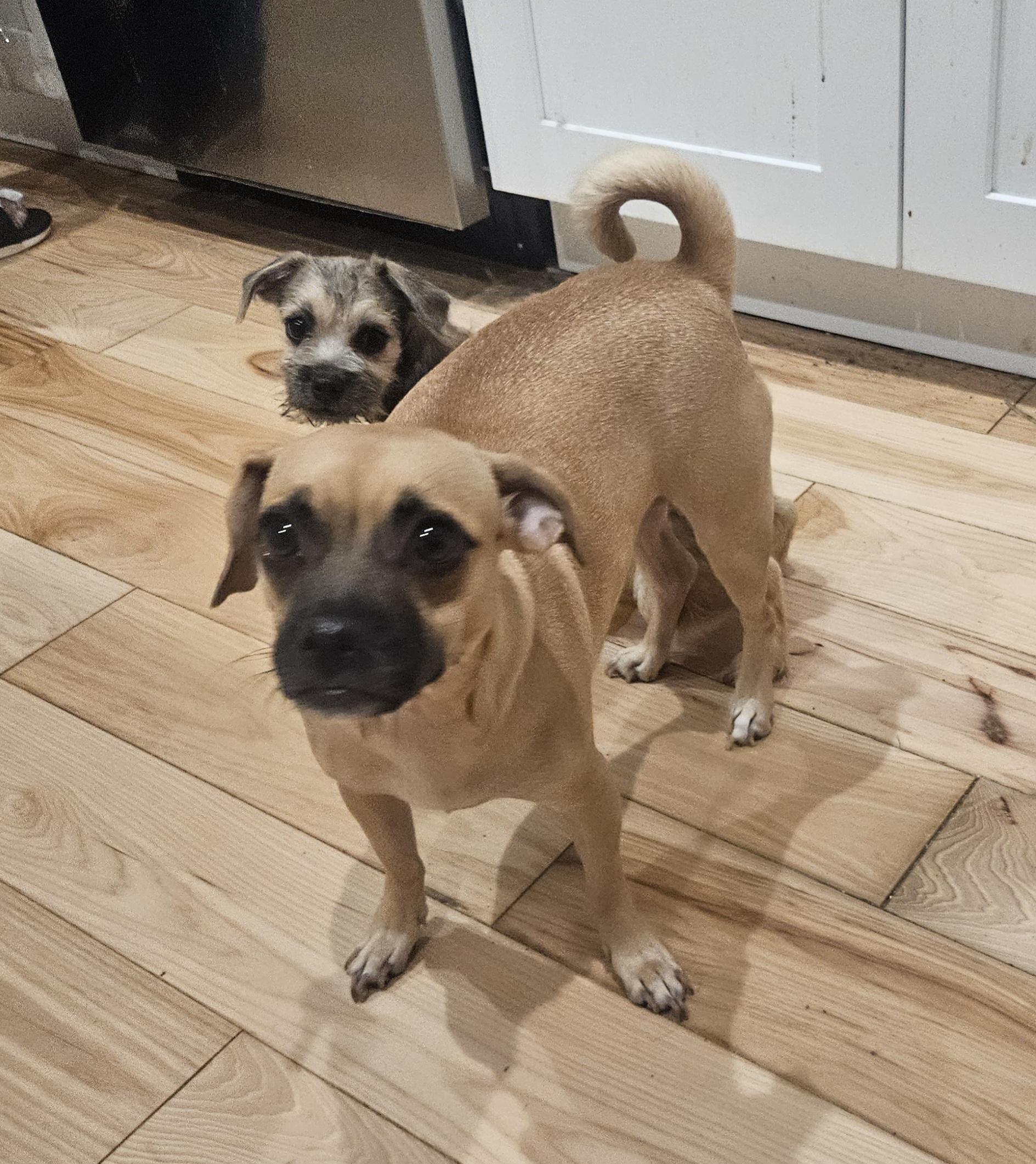 Enlarge Winnie, a Adoptable mixed breed in Sharon, CT image 2/2