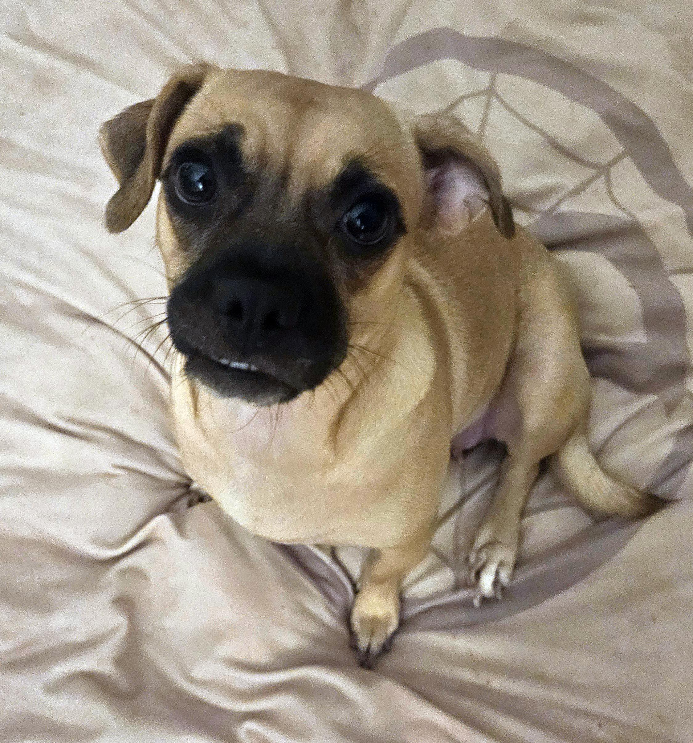 Winnie, Adoptable, Young Female Pug & Chihuahua.