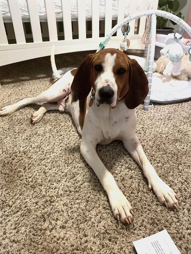 Enlarge SCOUT, a ADOPTABLE Treeing Walker Coonhound in Pegram, TN image 2/6