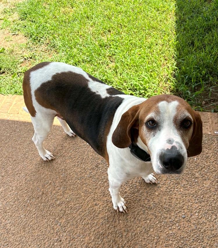 Enlarge SCOUT, a ADOPTABLE Treeing Walker Coonhound in Pegram, TN image 6/6