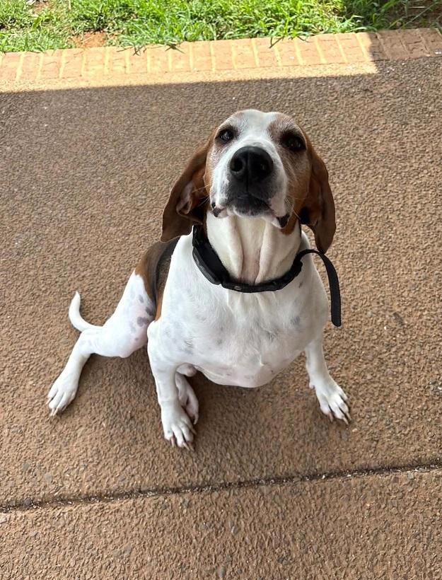 Enlarge SCOUT, a ADOPTABLE Treeing Walker Coonhound in Pegram, TN image 5/6