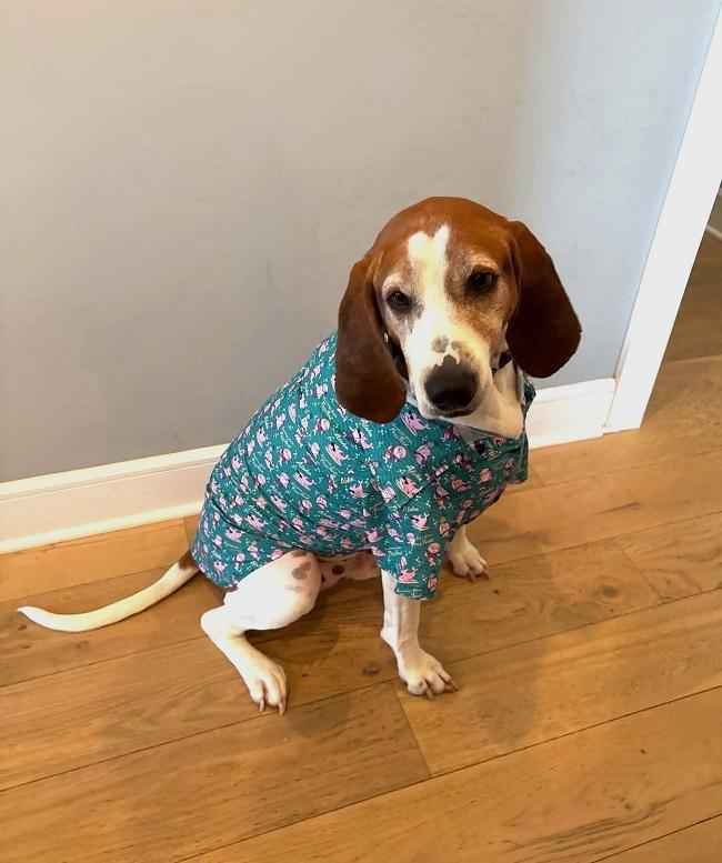 SCOUT, ADOPTABLE, Adult Male Treeing Walker Coonhound.