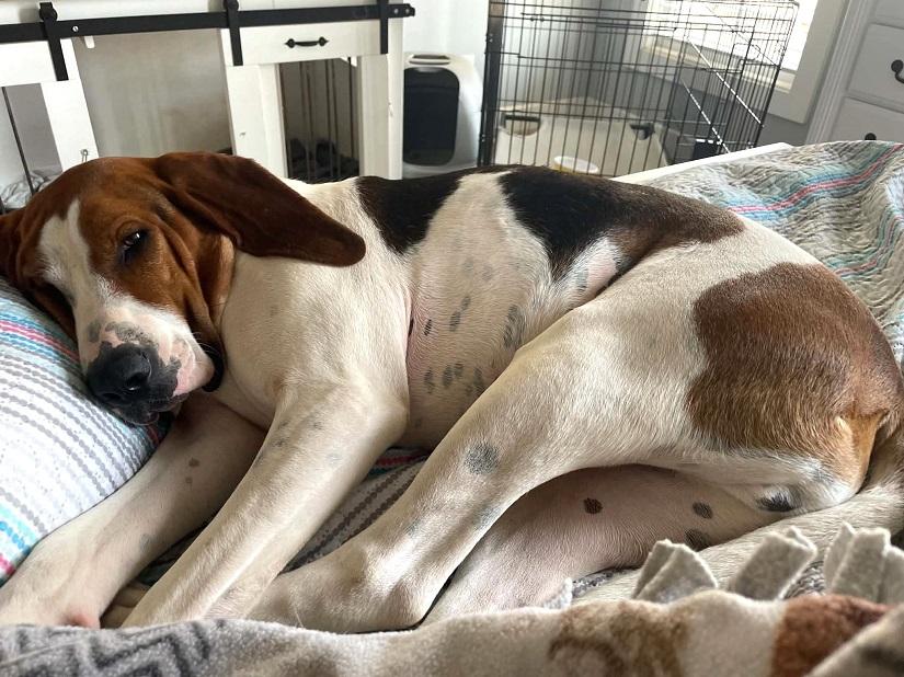 Enlarge SCOUT, a ADOPTABLE Treeing Walker Coonhound in Pegram, TN image 4/6