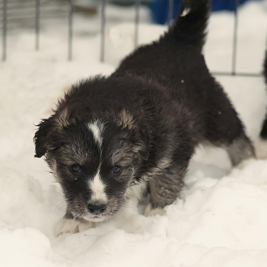 Surge, Adoptable, Puppy Male Mixed Breed.