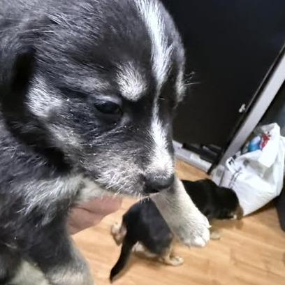 Surge, a Adoptable Mixed Breed in Calgary, AB image 3/6