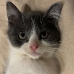 Mochi, ADOPTABLE, Kitten Male Domestic Medium Hair.