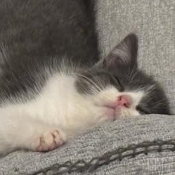 Enlarge Mochi, a ADOPTABLE Domestic Medium Hair in Annapolis, MD image 2/2