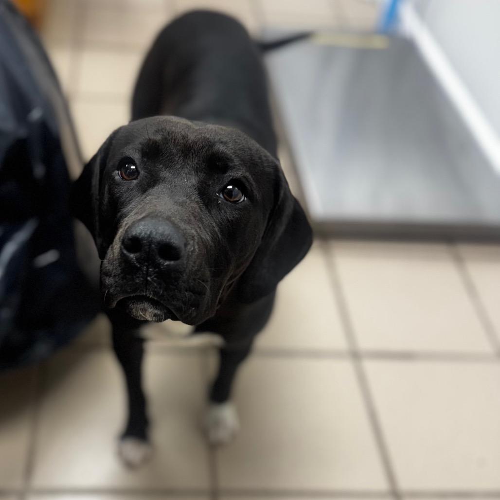 Enlarge Molly, a Adoptable mixed breed in Starkville, MS image 1/1