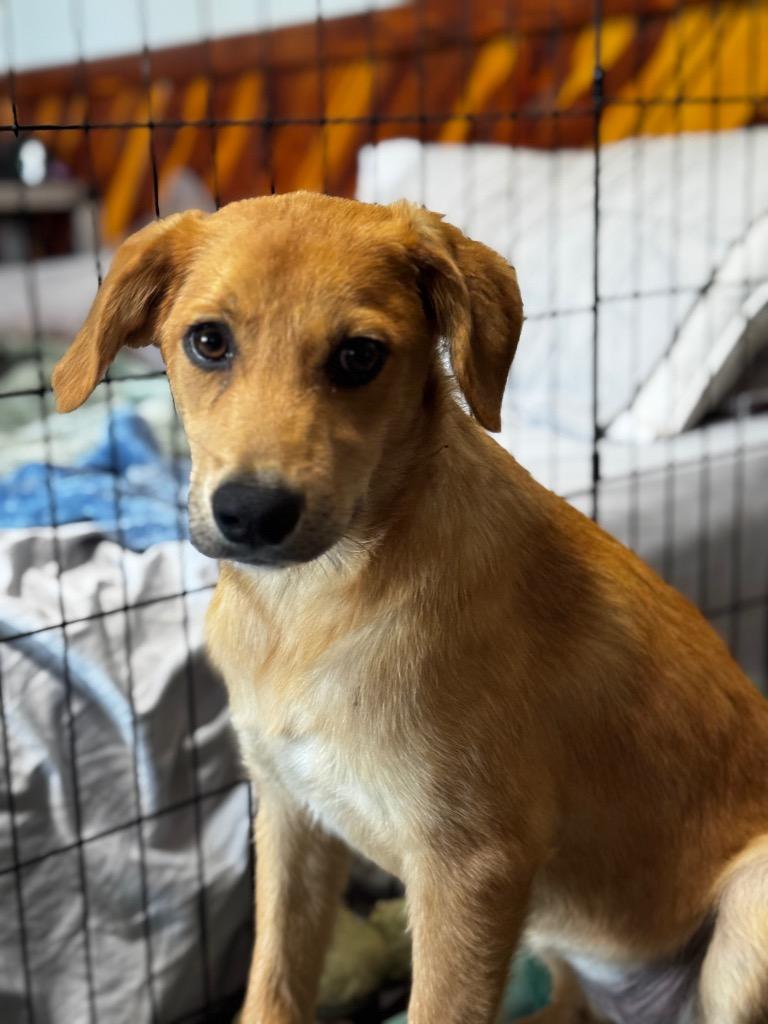 Storm, Adoptable, Young Female Mixed Breed.