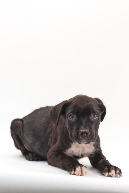 Thomas, Adoptable, Puppy Male Flat-Coated Retriever & Mixed Breed.