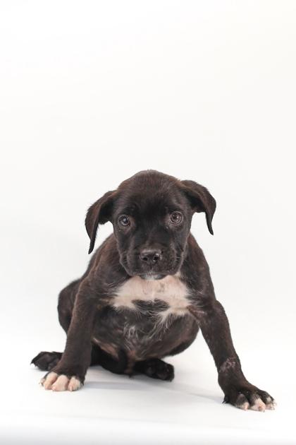 Enlarge Thomas, a Adoptable mixed breed in Morton Grove, IL image 2/2