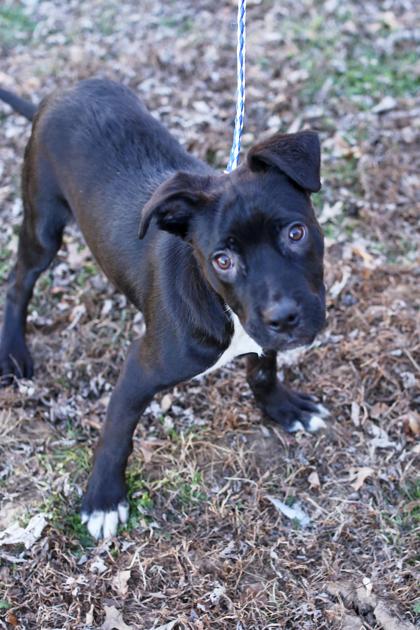 Thomas, a Adoptable mixed breed in Morton Grove, IL image 1/3