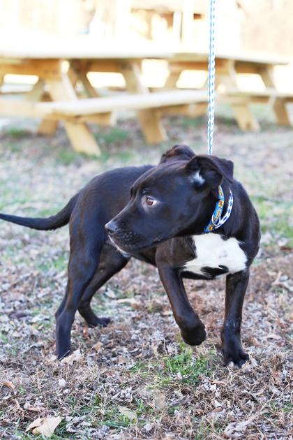 Thomas, a Adoptable mixed breed in Morton Grove, IL image 2/3