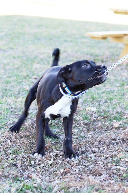 Thomas, a Adoptable mixed breed in Morton Grove, IL image 3/3