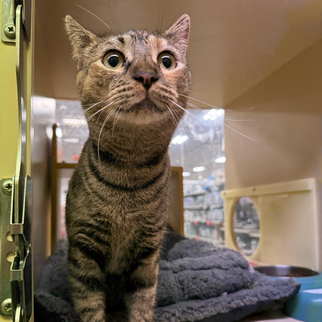 Olive, a Adoptable Domestic Short Hair in Aberdeen, NC image 1/6