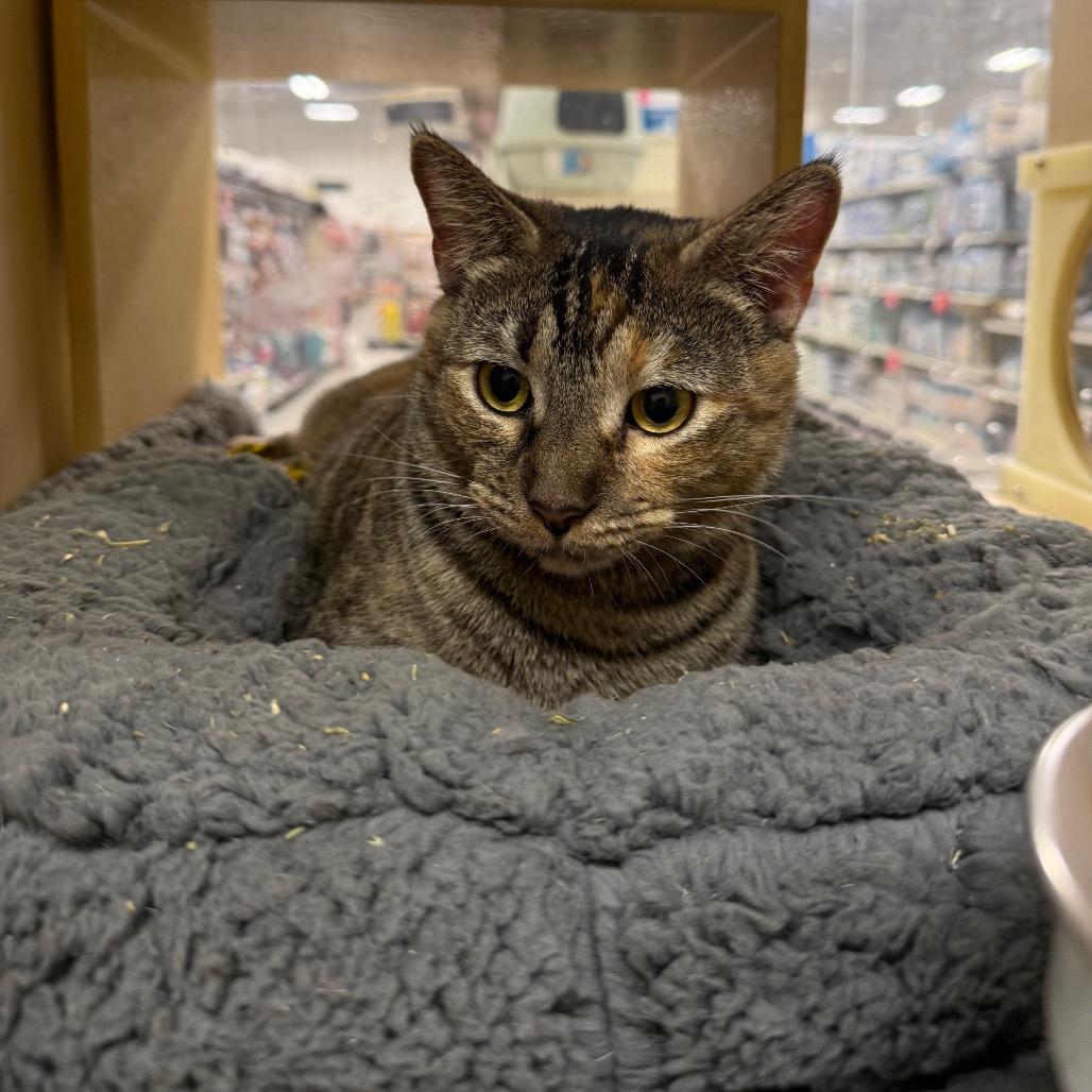 Olive, a Adoptable Domestic Short Hair in Aberdeen, NC image 2/6