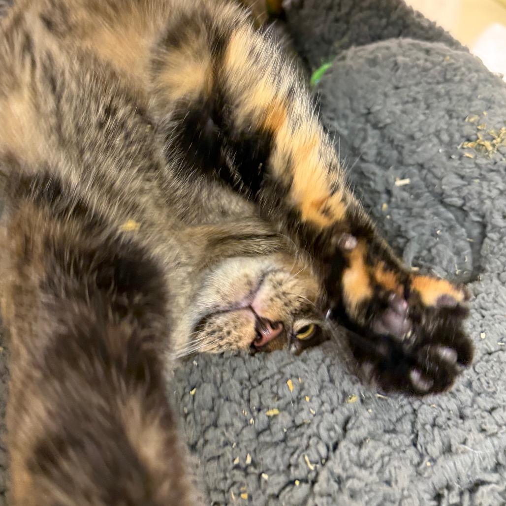 Olive, a Adoptable Domestic Short Hair in Aberdeen, NC image 3/6