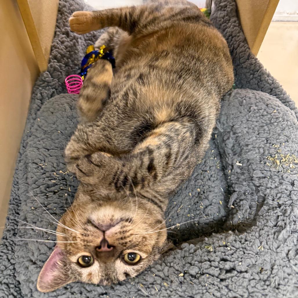 Olive, a Adoptable Domestic Short Hair in Aberdeen, NC image 4/6