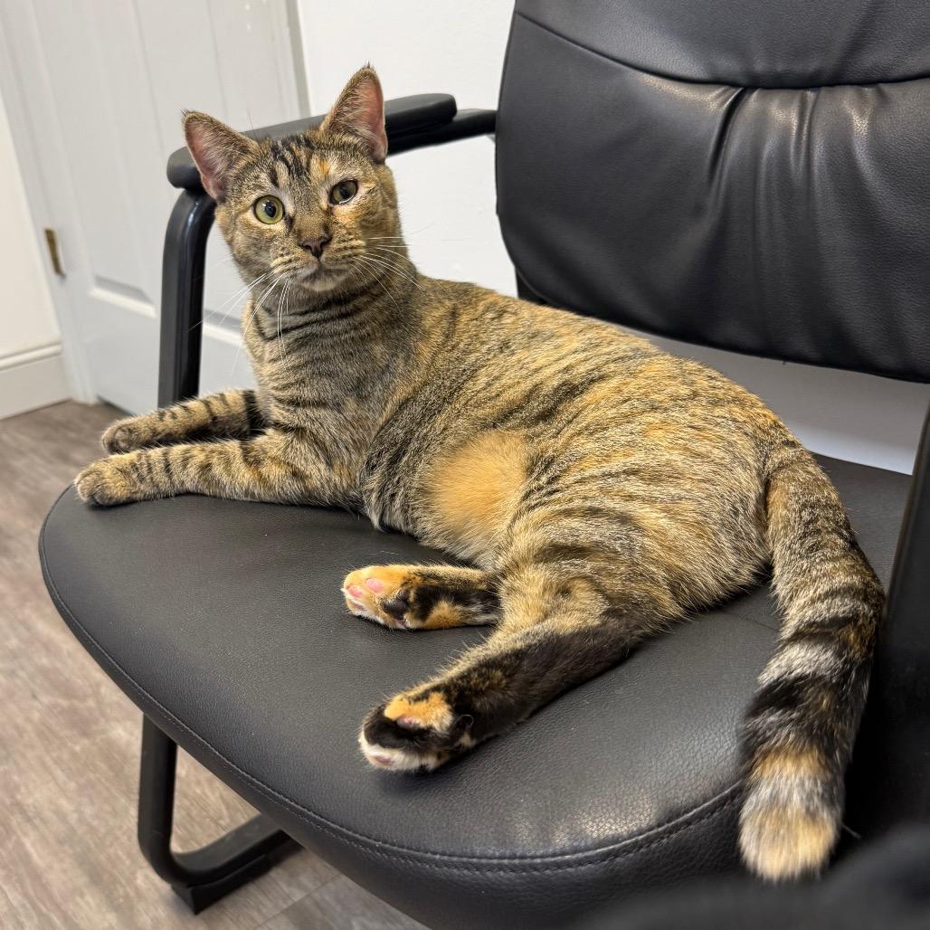 Olive, a Adoptable Domestic Short Hair in Aberdeen, NC image 5/6