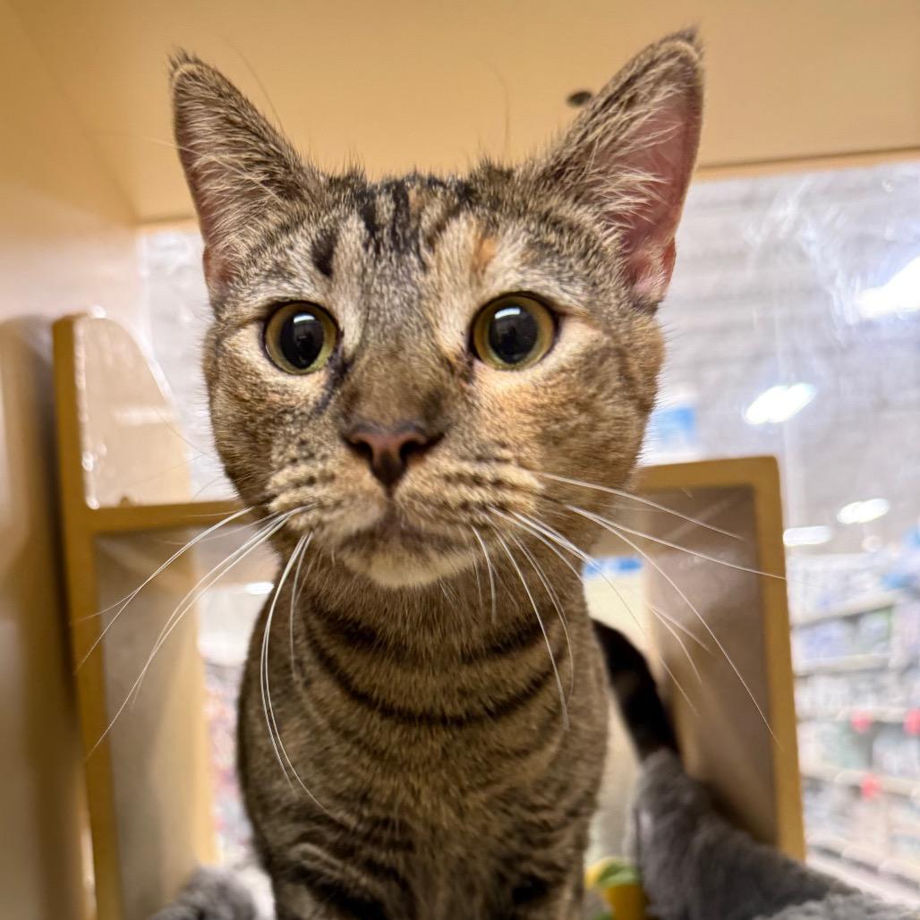 Olive, a Adoptable Domestic Short Hair in Aberdeen, NC image 6/6