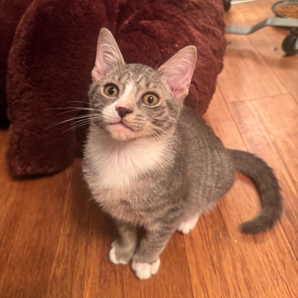 Chive, Adopted, Kitten Male Domestic Short Hair.