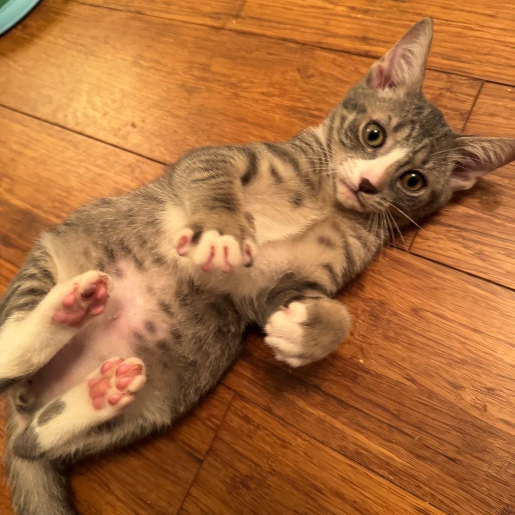 Enlarge Chive, a Adopted Domestic Short Hair in Lauderhill, FL image 2/6
