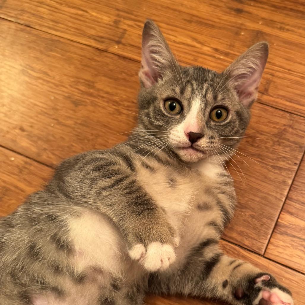 Enlarge Chive, a Adopted Domestic Short Hair in Lauderhill, FL image 3/6