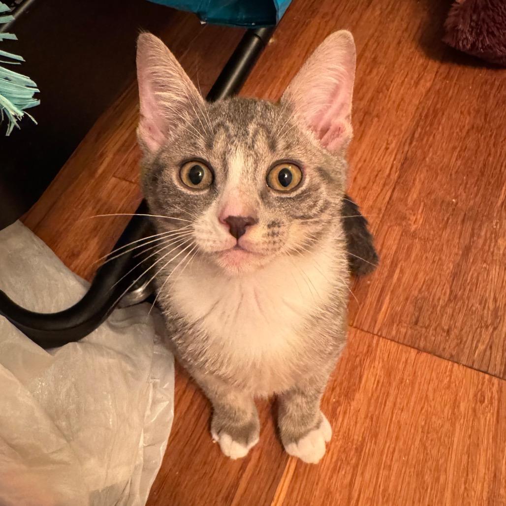 Enlarge Chive, a Adopted Domestic Short Hair in Lauderhill, FL image 4/6