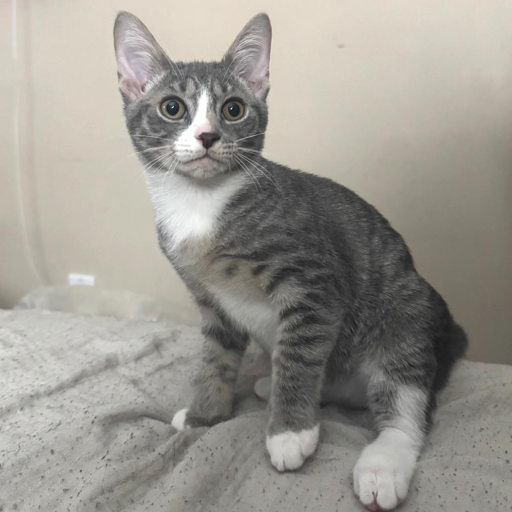 Enlarge Chive, a Adopted Domestic Short Hair in Lauderhill, FL image 5/6