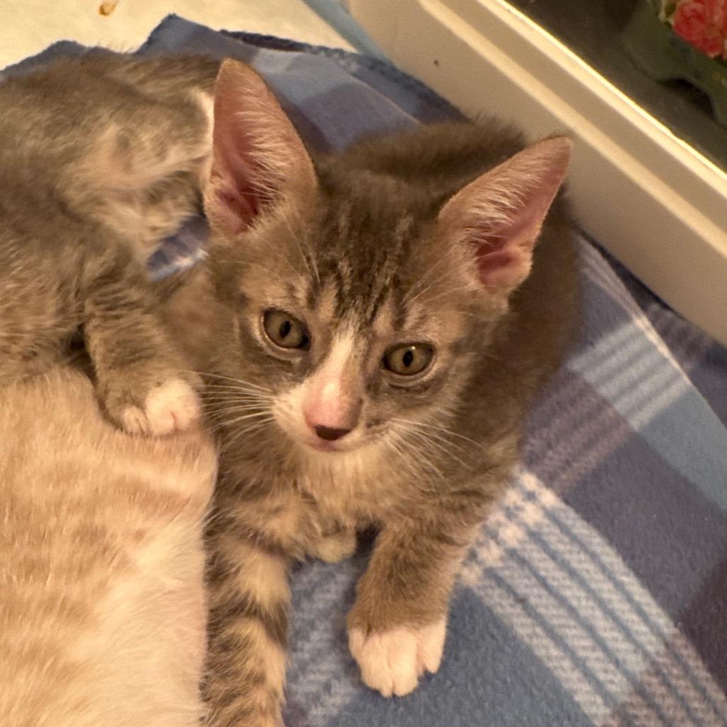 Enlarge Chive, a Adopted Domestic Short Hair in Lauderhill, FL image 6/6