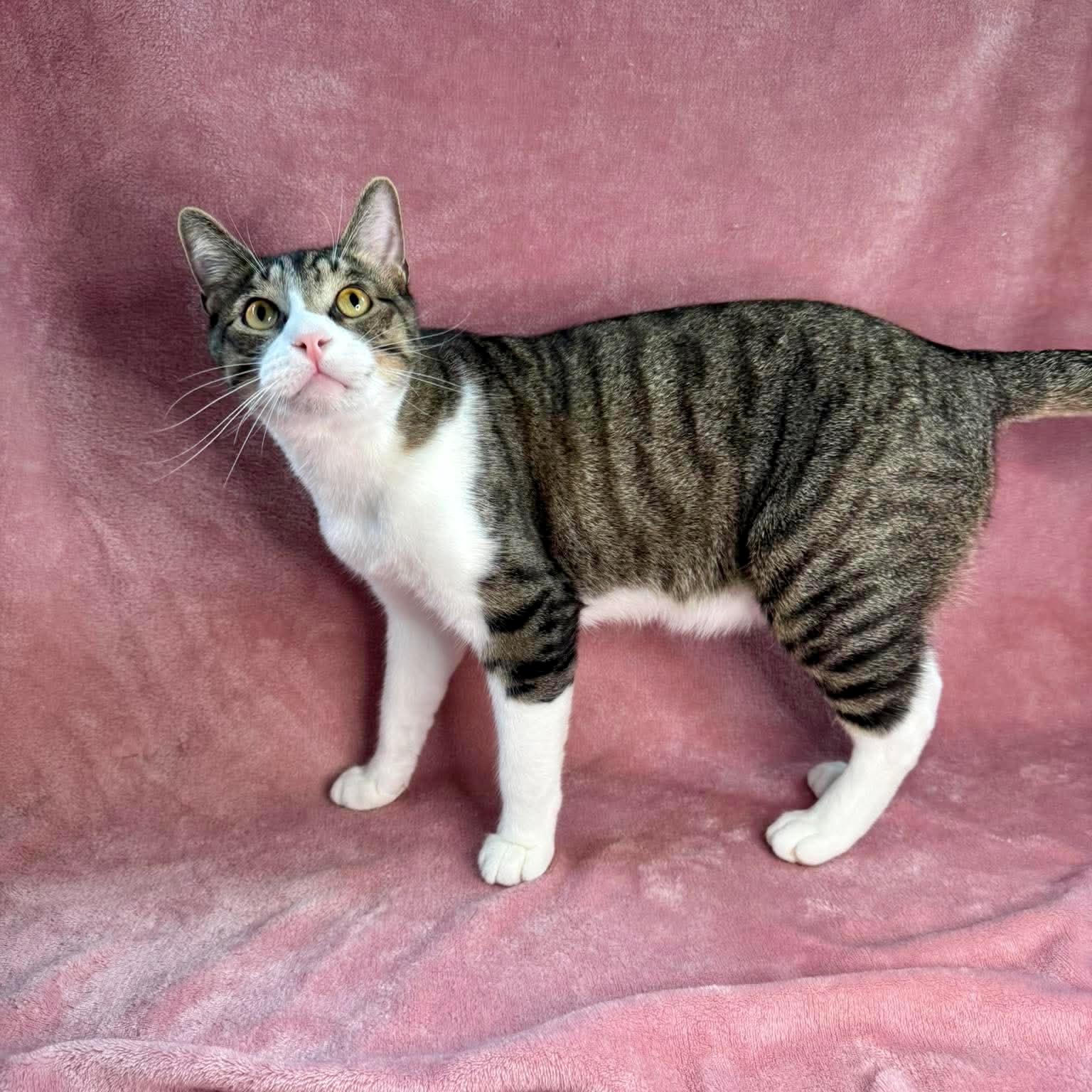 Enlarge Salas, a ADOPTABLE mixed breed in Tulsa, OK image 4/6