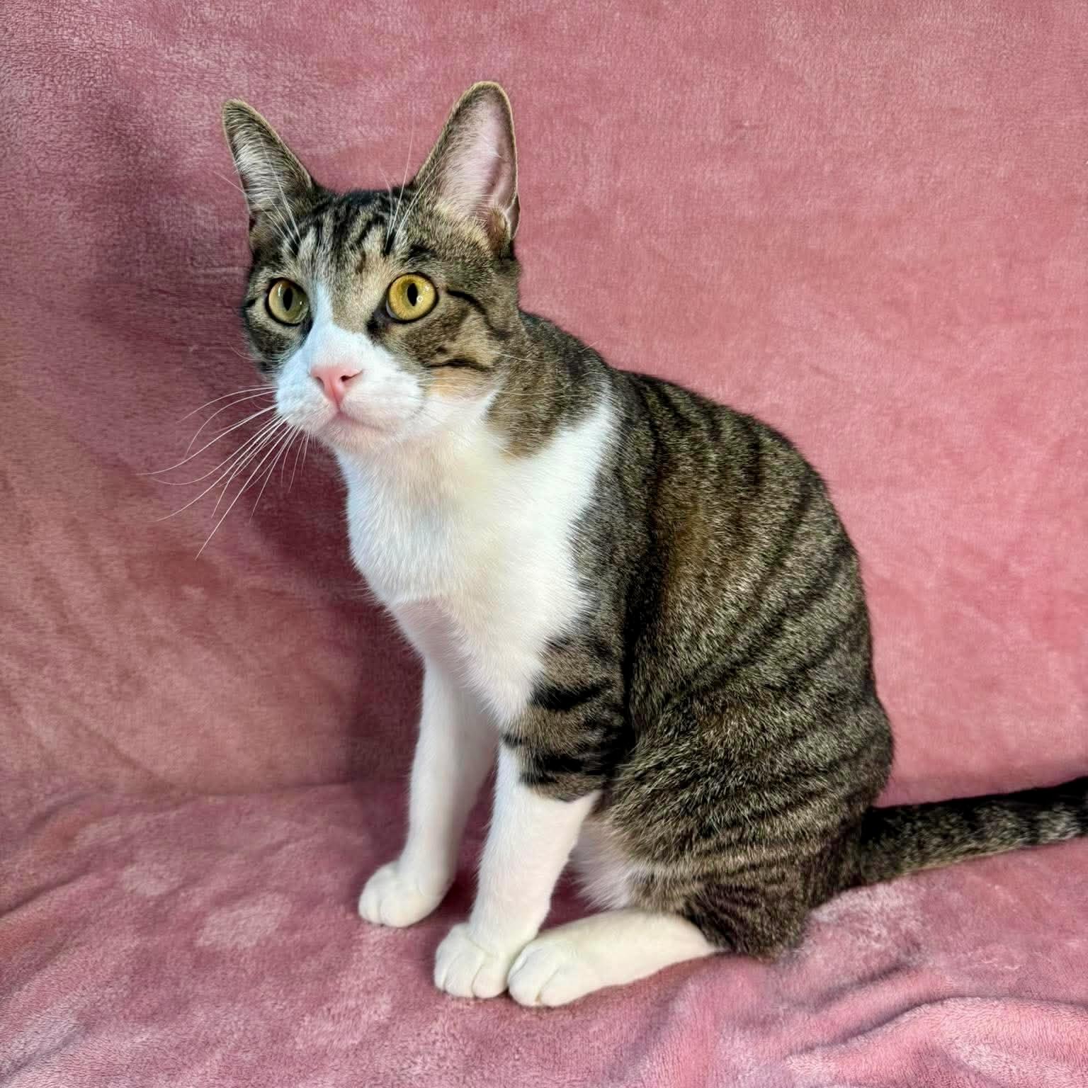 Enlarge Salas, a ADOPTABLE mixed breed in Tulsa, OK image 6/6