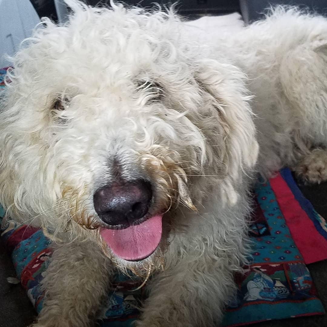Enlarge Hannah (2018), a Adopted Komondor in Whitewright, TX image 1/3