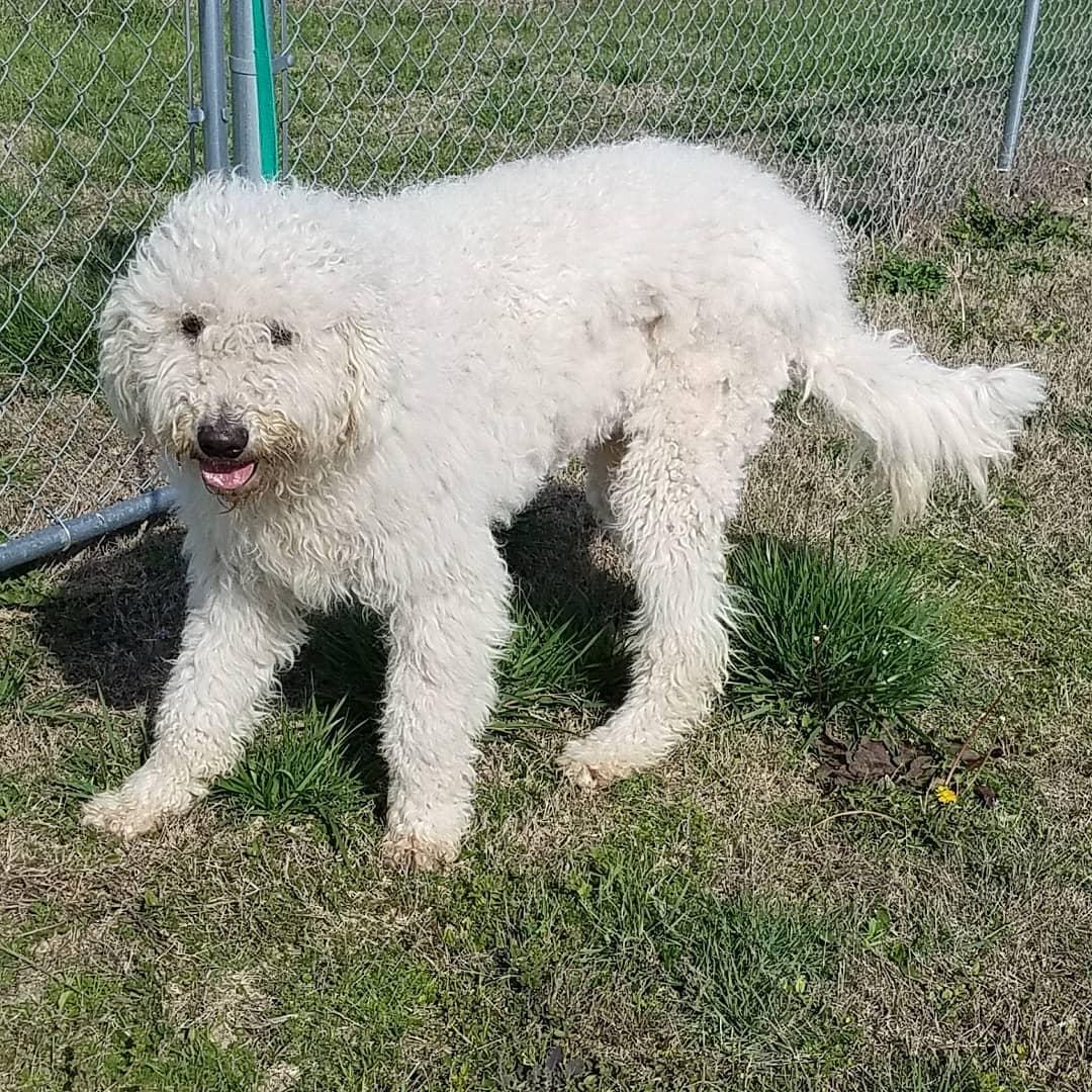 Hannah (2018), Adopted, Adult Female Komondor.