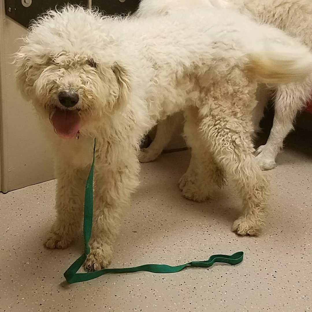 Enlarge Hannah (2018), a Adopted Komondor in Whitewright, TX image 3/3