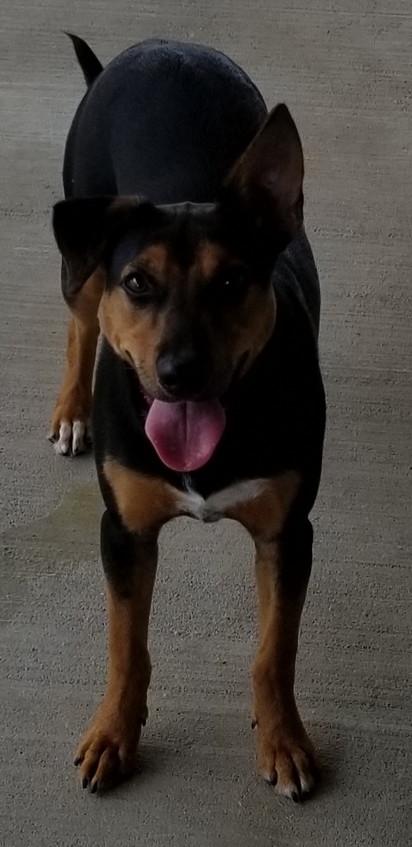 Sheena, Adoptable, Adult Female Beagle & Miniature Pinscher.